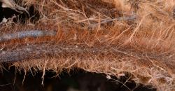 Image: P.B. Heenan © Landcare Research 2014 